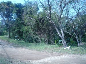 1351 m² Land available in Palm Beach