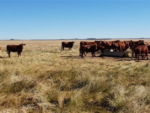 1622 ha Farm in Boshof