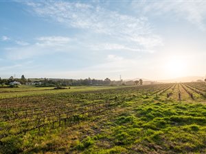 15 ha Farm in Stellenbosch Agricultural