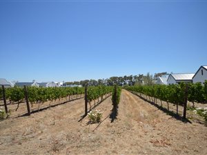 619 m² Land available in Croydon Vineyard Estate