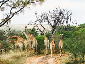 2500 m² Farm in Bela-Bela (Warmbaths)