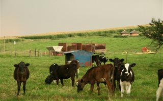 910 ha Farm in Underberg