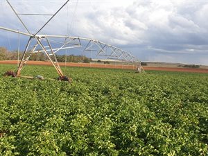 1602.5 ha Farm in Fauresmith