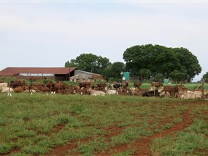 530 ha Farm in Hoedspruit