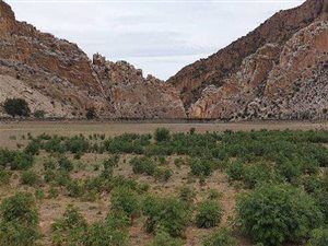 4158 ha Farm in Willowmore