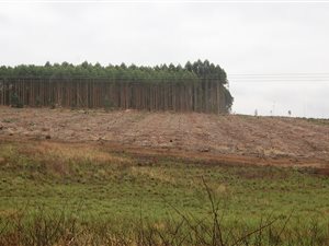 100 ha Farm in Albert Falls