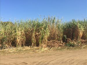 1199 m² Land available in Port Edward