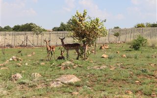 8.5 ha Land available in Shere