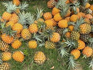 336 ha Farm in Port Alfred