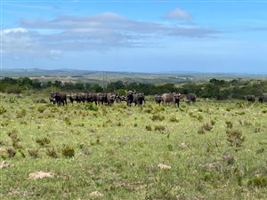 570 ha Farm in Port Alfred