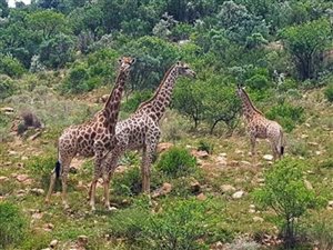 136.9 ha Farm in Vredefort