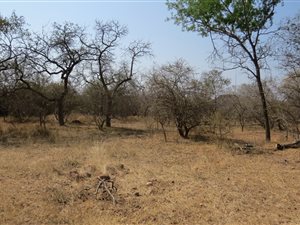 1500 m² Land available in Marloth Park