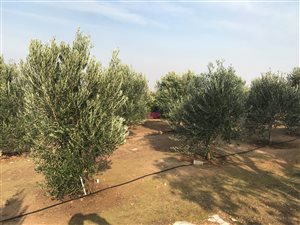 9200 m² Farm in Vlees Bay