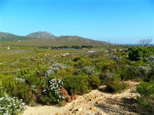 8.6 ha Smallholding in Pringle Bay