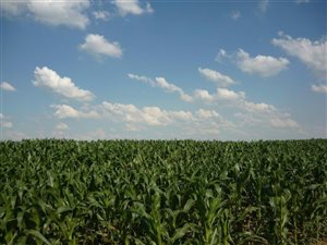1100 ha Farm in Bethal