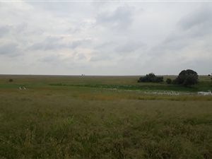 1031 ha Farm in Brandfort