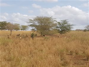 91.6 ha Farm in Hluhluwe