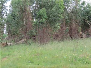 2855 m² Land available in Belfast