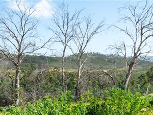 9.1 ha Farm in Knysna Central
