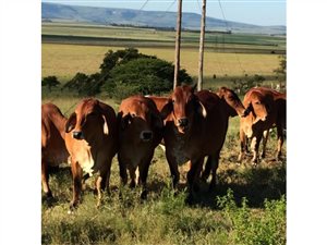 680 ha Farm in Dundee
