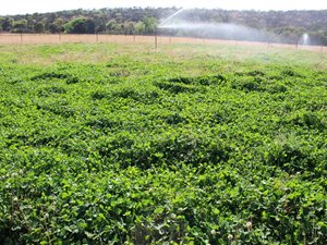 12 ha Farm in Klipkop