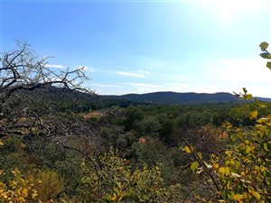 77.7 ha Farm in Musina