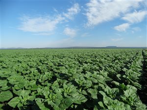487 ha Farm in Modimolle