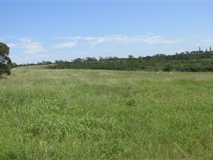 31 ha Farm in Sunrise on Sea