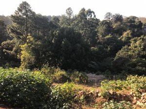 5191 m² Land available in Gillitts