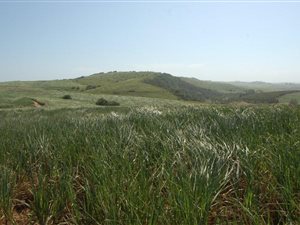 178 ha Farm in Ballito