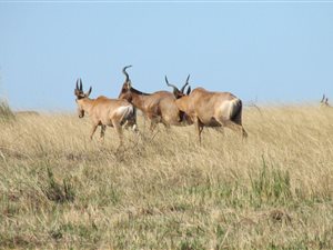 874 ha Farm in Komga