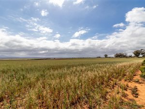 470 ha Farm in Albertinia