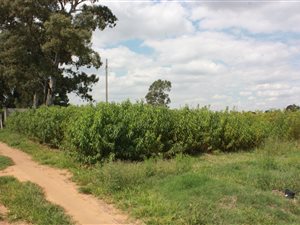6.4 ha Farm in Hillside AH
