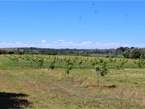 70 ha Farm in Parys
