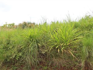 1563 m² Land available in Leisure Bay