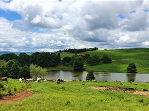160.8 ha Farm in Mooi River