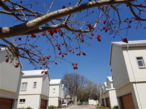 3 Bed Cluster in Kensington B