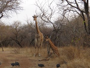 2200 m² Land available in Marloth Park