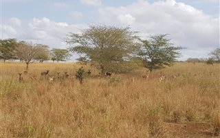 91.6 ha Farm in Hluhluwe