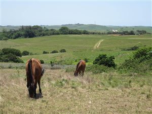 8642 m² Land available in Sheffield Beach