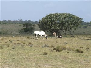 9.2 ha Farm in Rocklands