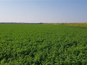 308 ha Farm in Barkly West
