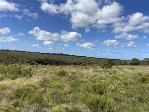 31 ha Farm in Port Elizabeth Central