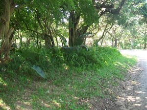 956 m² Land available in Palm Beach
