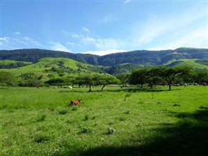 840 ha Smallholding in Vryheid
