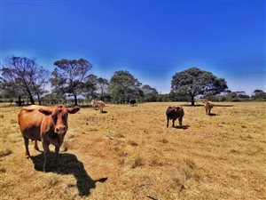 38 ha Land available in Hansmoeskraal