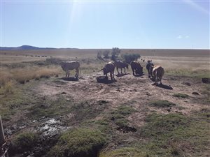 300 ha Farm in Cathcart