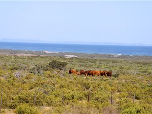 1794 ha Farm in Elands Bay