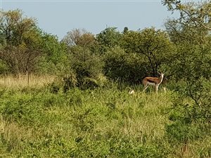 57 ha Farm in Wolmaranstad