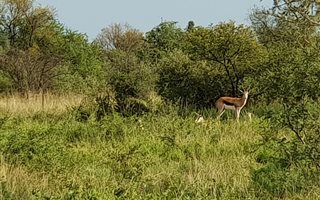57 ha Farm in Wolmaranstad